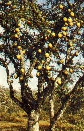 arbol de morro